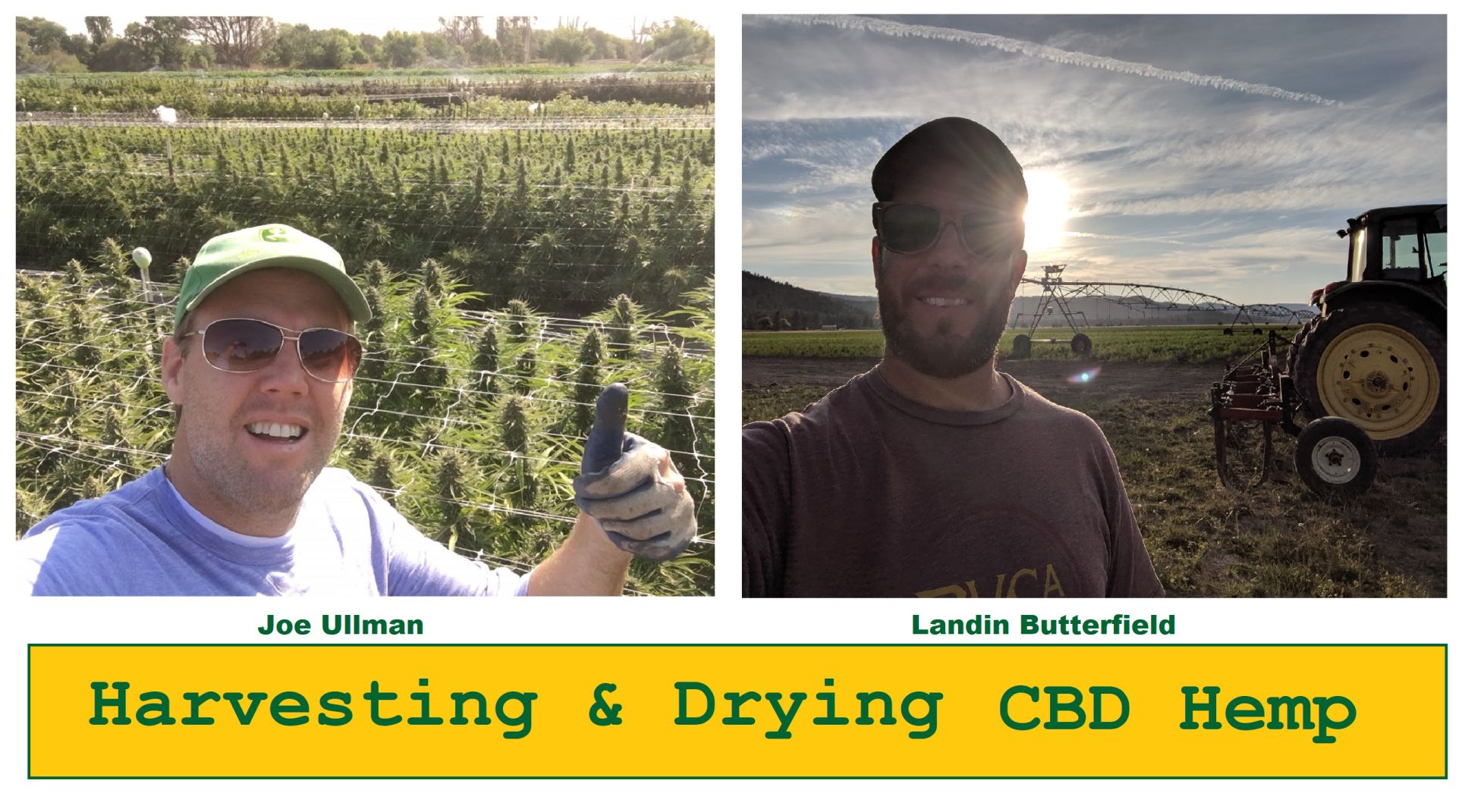 How to Harvest & Dry CBD Hemp